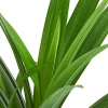 Dehner Grünpflanzen|Solitärpflanzen - Schraubenbaum - Pandanus veitchii
