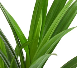 Dehner Grünpflanzen|Solitärpflanzen - Schraubenbaum - Pandanus veitchii