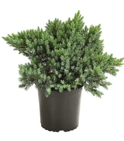 Dehner Grabschmuck & Grabgestaltung|Bodendecker & Efeu > Schuppen-Wacholder 'Blue Star'