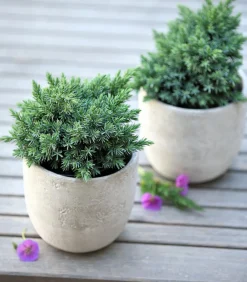 Dehner Grabschmuck & Grabgestaltung|Bodendecker & Efeu > Schuppen-Wacholder 'Blue Star'