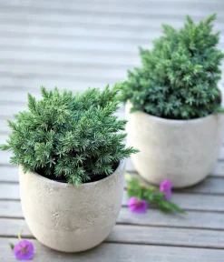 Dehner Schuppen-Wacholder 'Blue Star' Outlet