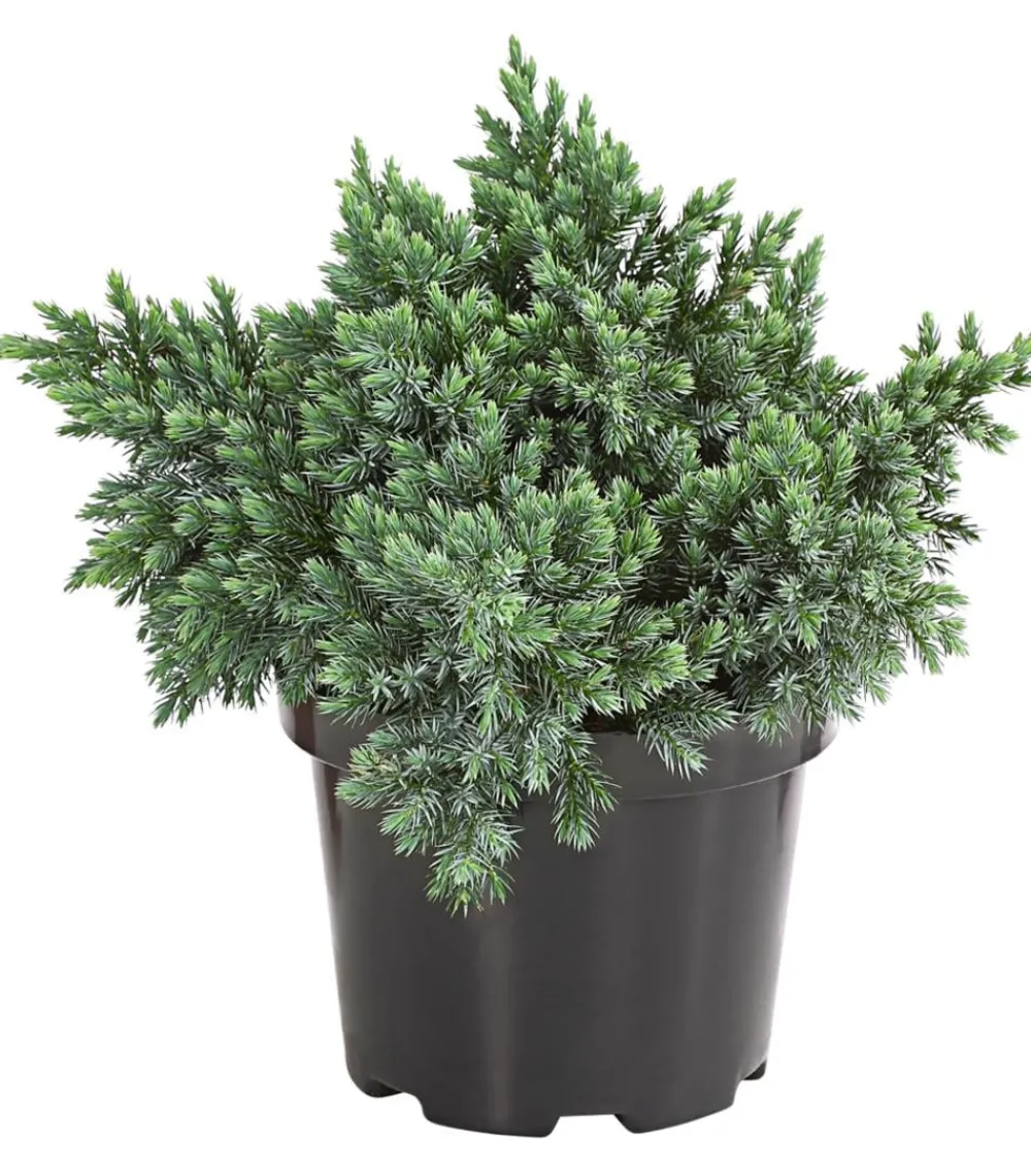 Dehner Schuppen-Wacholder 'Blue Star' Outlet