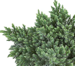 Dehner Schuppen-Wacholder 'Blue Star' Outlet