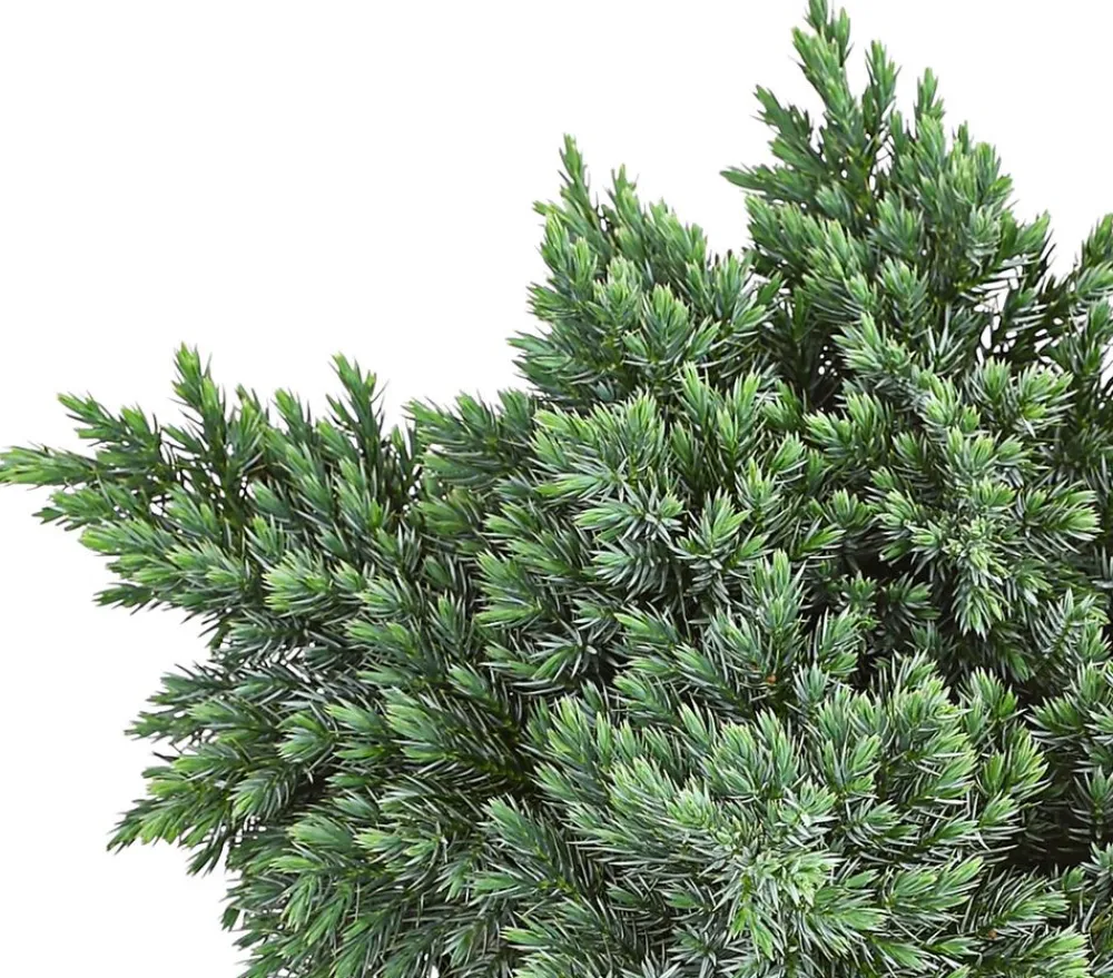 Dehner Schuppen-Wacholder 'Blue Star' Outlet
