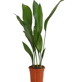 Dehner Schusterpalme - Aspidistra elatior Grün