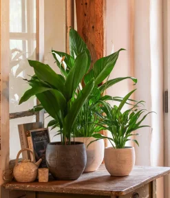Dehner Schusterpalme - Aspidistra elatior Grün