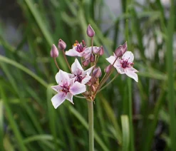 Dehner Aqua Teichpflanzen|Teichpflanzen > Schwanenblume