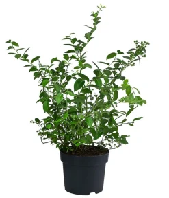 Dehner Bio-Obststräucher|Heidelbeeren > e Heidelbeere 'Black Pearl'