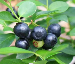 Dehner Bio-Obststräucher|Heidelbeeren > e Heidelbeere 'Black Pearl'