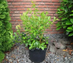 Dehner e Heidelbeere 'Black Pearl' Schwarz Hot