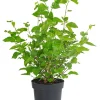 Dehner Schwarzer Maulbeerbaum