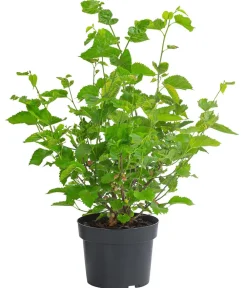 Dehner Schwarzer Maulbeerbaum