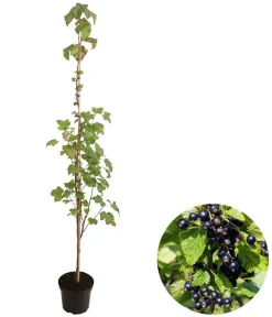 Dehner e Säulenjohannisbeere Schwarz Sale
