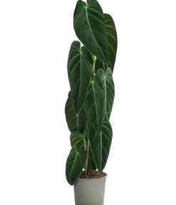 Dehner Raritäten|Grünpflanzen > ener Baumfreund - Philodendron melanochrysum