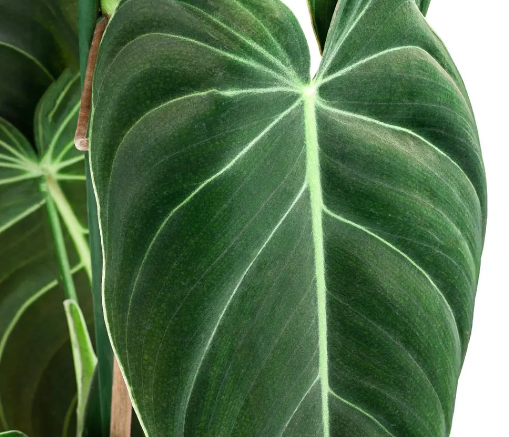 Dehner Raritäten|Grünpflanzen > ener Baumfreund - Philodendron melanochrysum