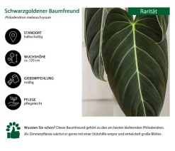 Dehner Raritäten|Grünpflanzen > ener Baumfreund - Philodendron melanochrysum