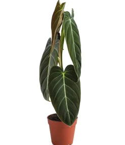 Dehner ener Baumfreund - Philodendron melanochrysum Online