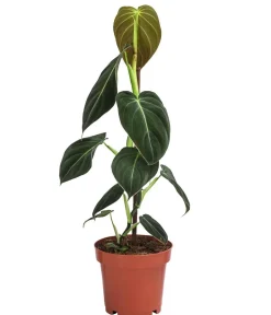 Dehner ener Baumfreund - Philodendron melanochrysum am Kratistestab New