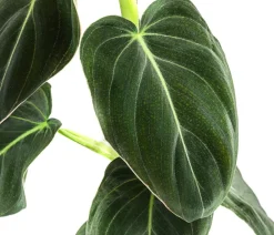 Dehner ener Baumfreund - Philodendron melanochrysum am Kratistestab New