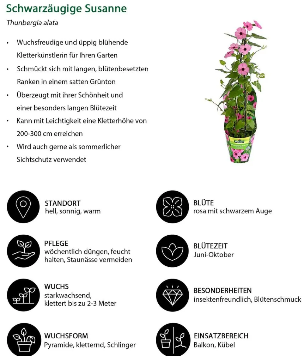 Dehner Rankpflanzen > Schwarzäugige Susanne