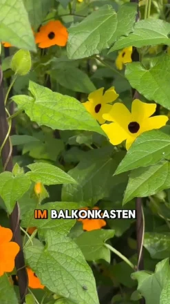 Dehner Rankpflanzen > Schwarzäugige Susanne