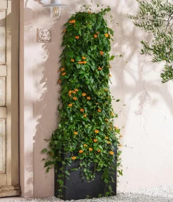 Dehner Schwarzäugige Susanne Orange Best