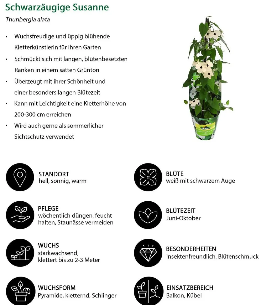 Dehner Schwarzäugige Susanne Weiß New