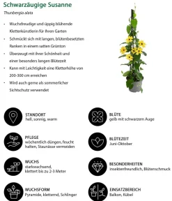 Dehner Rankpflanzen - Schwarzäugige Susanne Gelb
