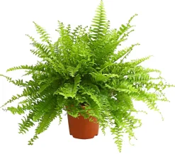 Dehner Grünpflanzen > Schwertfarn - Nephrolepis exaltata 'Sonata'