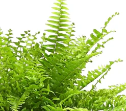 Dehner Grünpflanzen > Schwertfarn - Nephrolepis exaltata 'Sonata'