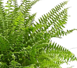 Dehner Grünpflanzen - Schwertfarn - Nephrolepis exaltata 'Sonata'