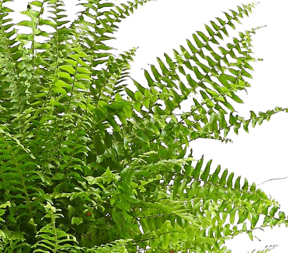 Dehner Grünpflanzen - Schwertfarn - Nephrolepis exaltata 'Sonata'