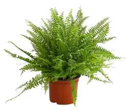 Dehner Grünpflanzen - Schwertfarn - Nephrolepis exaltata 'Sonata'