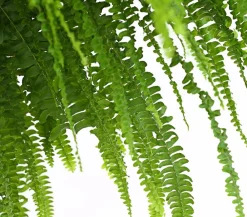 Dehner Schwertfarn - Nephrolepis exaltata, Ampel Grün Hot