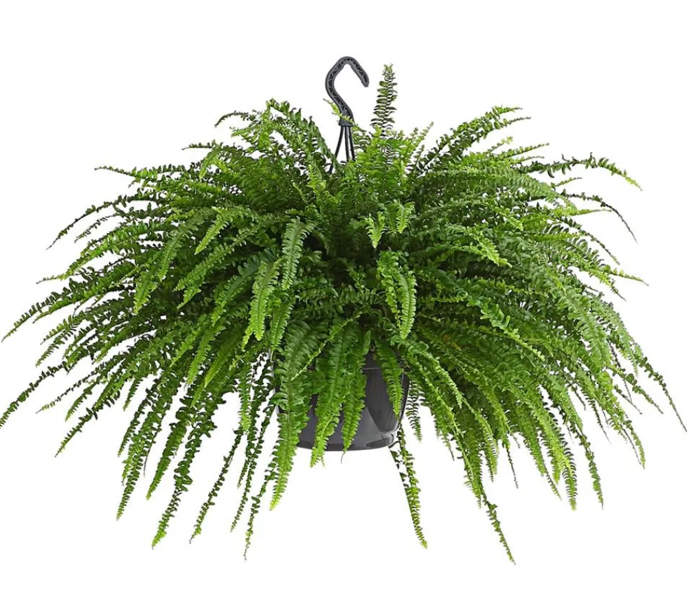 Dehner Schwertfarn - Nephrolepis exaltata, Ampel Grün Hot