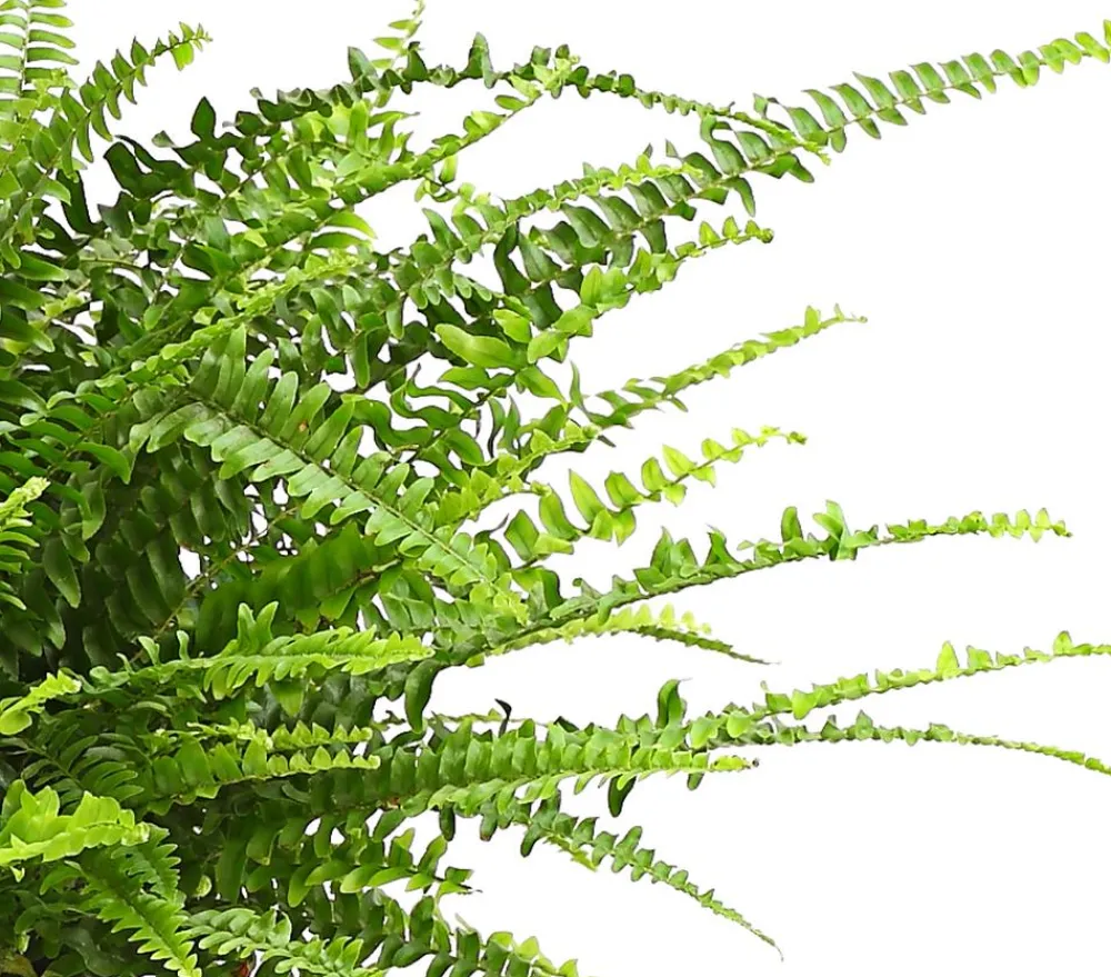 Dehner Hängepflanzen|Grünpflanzen - Schwertfarn - Nephrolepis exaltata, Ampel Grün