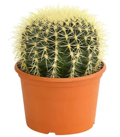 Schwiegermuttersitz - Echinocactus grusonii Online