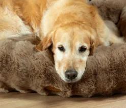 Scruffs Hundebetten & Körbe|Katzenbetten & Katzenkissen > Hundebett Apine Box Bed