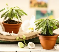 Dehner Südseepalme - Biophytum sensitivum, 2er-Set Discount