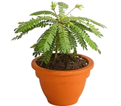Dehner Südseepalme - Biophytum sensitivum, 2er-Set Discount