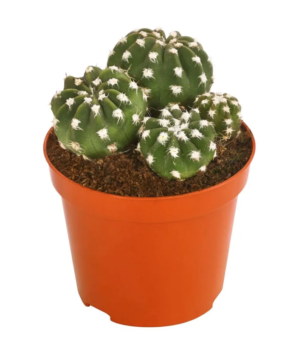 Dehner Kakteen > Seeigelkaktus - Echinopsis multiplex
