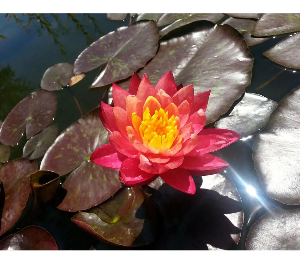 Dehner Aqua Teichpflanzen|Teichpflanzen - Seerose 'Aurora' Apricot