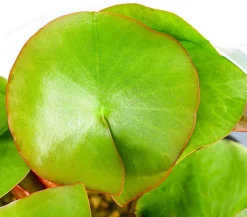 Dehner Aqua Teichpflanzen|Teichpflanzen > Seerose, ca. Ø11 cm