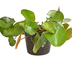 Dehner Aqua Teichpflanzen|Teichpflanzen > Seerose, ca. Ø14 cm