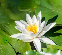 Dehner Aqua Seerose, ca. Ø11 cm Weiß Online