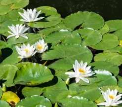 Dehner Aqua Seerose, ca. Ø11 cm Weiß Online