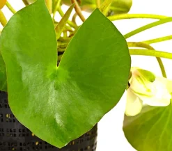 Dehner Aqua Seerose, ca. Ø14 cm Weiß Hot