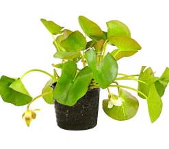 Dehner Aqua Seerose, ca. Ø14 cm Weiß Hot