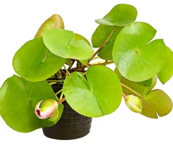 Dehner Aqua Teichpflanzen|Teichpflanzen - Seerose, ca. Ø14 cm Rosa