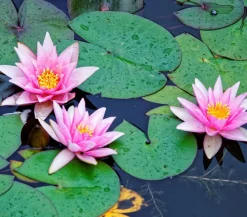 Dehner Aqua Teichpflanzen|Teichpflanzen - Seerose, ca. Ø14 cm Rosa